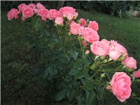9f9a3d69-kolač 008.JPG